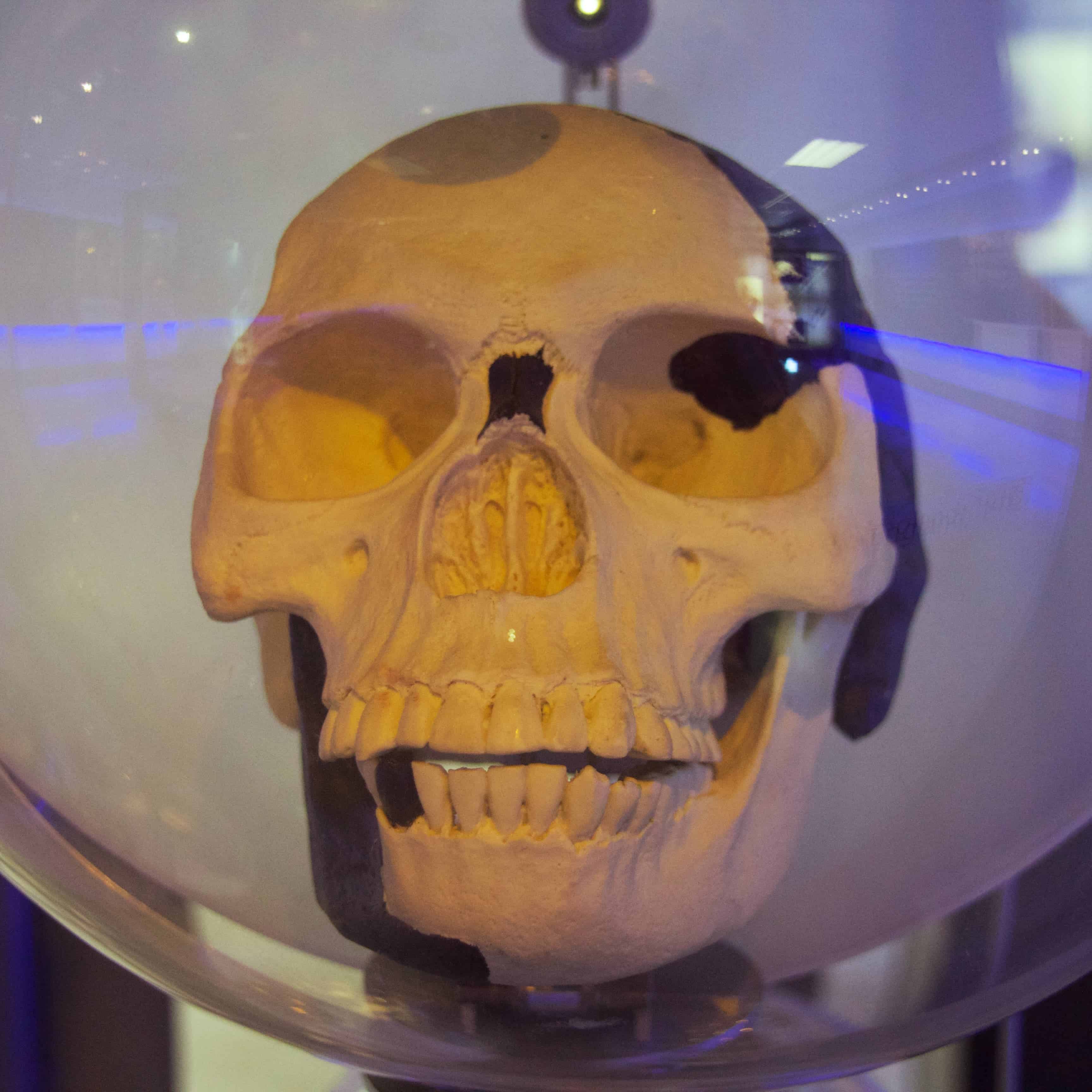 A replica of the Piltdown Man skull. Photo by Mike Peel.