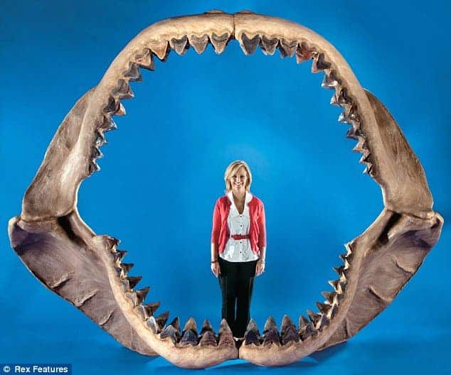 Famed fossil hunter Vito Bertucci with a megalodon jaw, measuring 3,4 m. (11 ft.) across and almost 2,8 m. (9 ft.) in height. It took her almost 20 years to reconstruct the jaw.