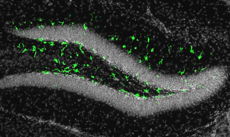 Illumination of the fluorescent biomarker in green revealed that the adult mouse brain could be infected by Zika. Credit: Cell Stem Cell