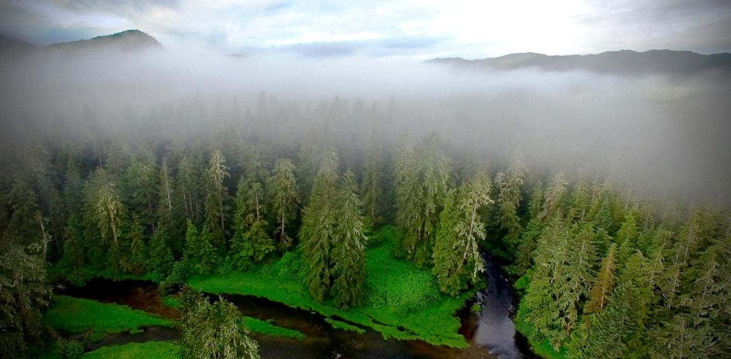 These trees may not be here if the First Nations hadn't lived in  British Columbia for as long as they did.
Image credits Will McInnes / Hakai Institute.