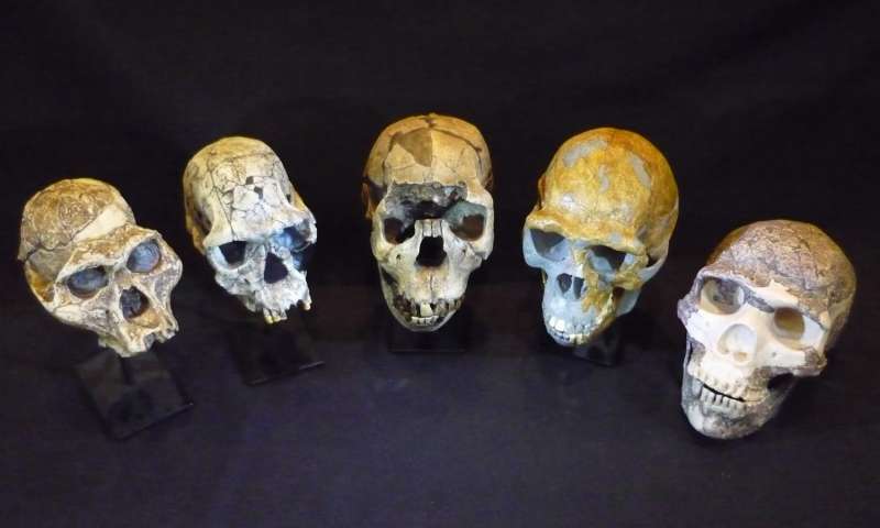 Left to right: Australopithecus afarensis, Homo habilis, Homo ergaster, Homo erectus and Homo neanderthalensis. Credit: Roger Seymour.