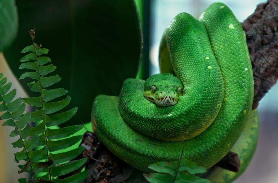 This beautiful snake is shaped as it is thanks to a specific gene. Image via Pixabay.