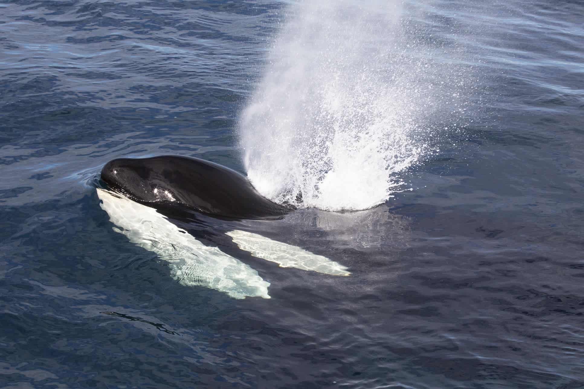 Image credits: Norwegian Orca Survey