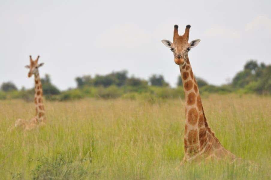 This is a Nubian giraffe in Murchison Falls NP, Uganda.
Credit: Julian Fennessy