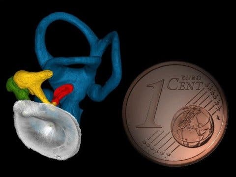 Tympanic membrane (grey), ossicular chain (yellow, green, red), and bony inner ear (blue) of a modern human with a One-Eurocent coin for scale. Credit: © A. Stoessel & P. Gunz