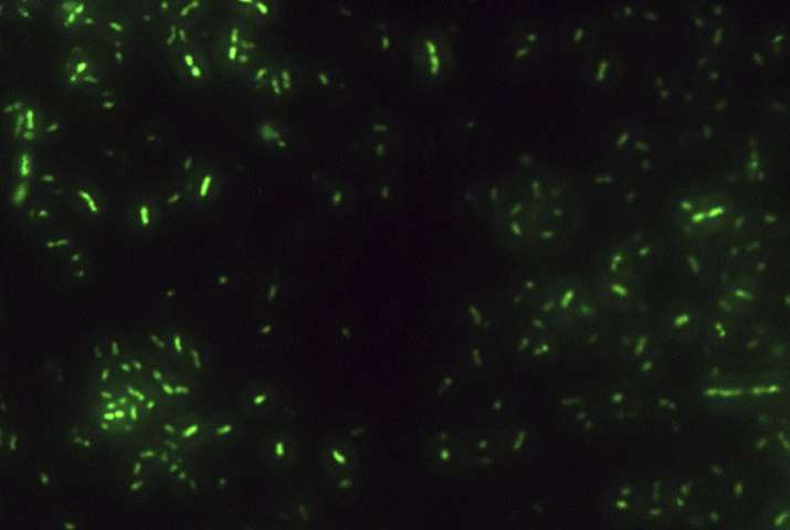Epifluorescence microscope image of Halanaerobium bacteria cells.
Image credits Michael Wilkins / Ohio State University.