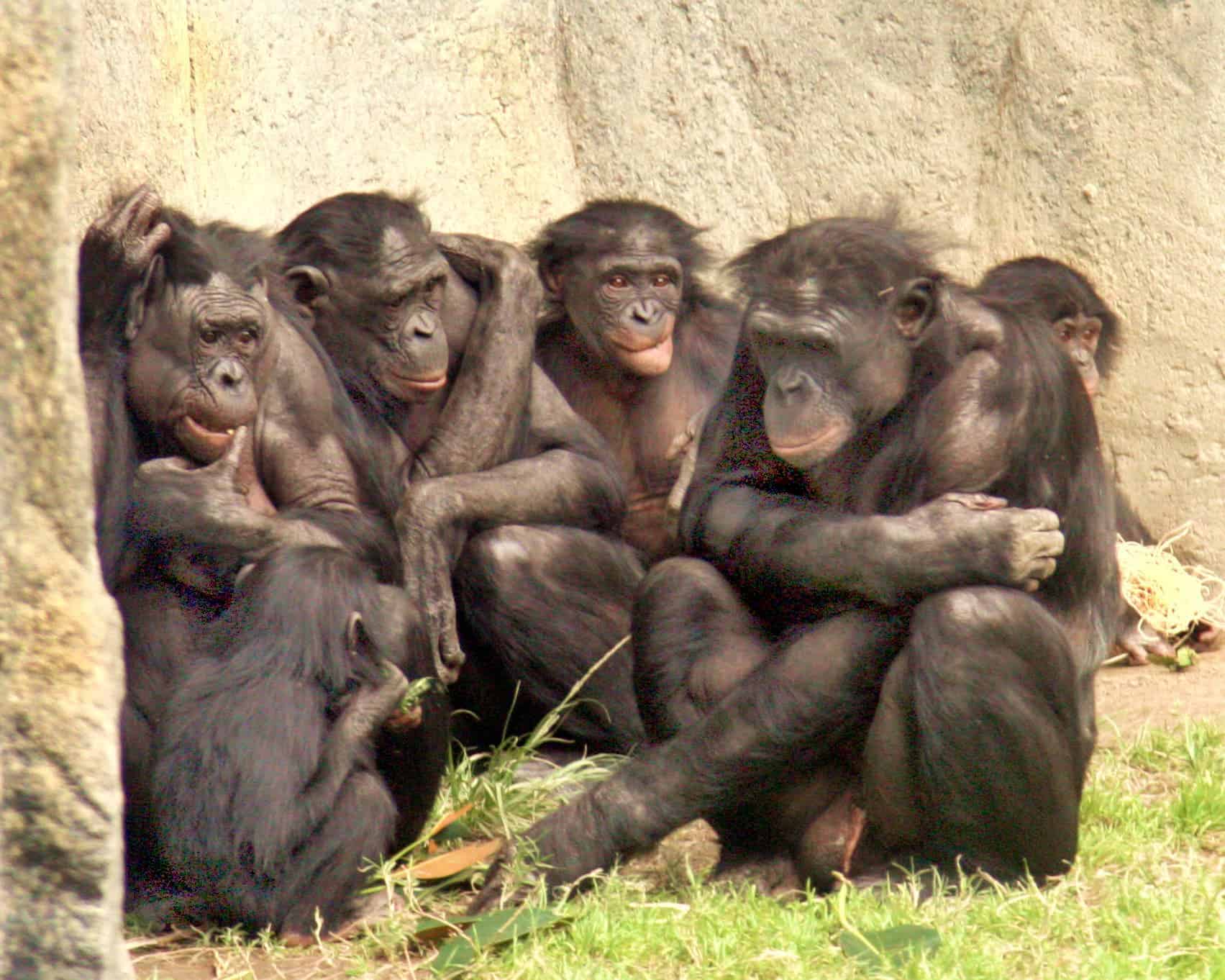 Violence can emerge even in peaceful bonobo communities. Image credits: San Diego Zoo.