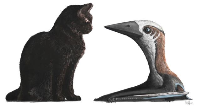 The flying reptile was as tall as a house cat. Credit: Mark Witton