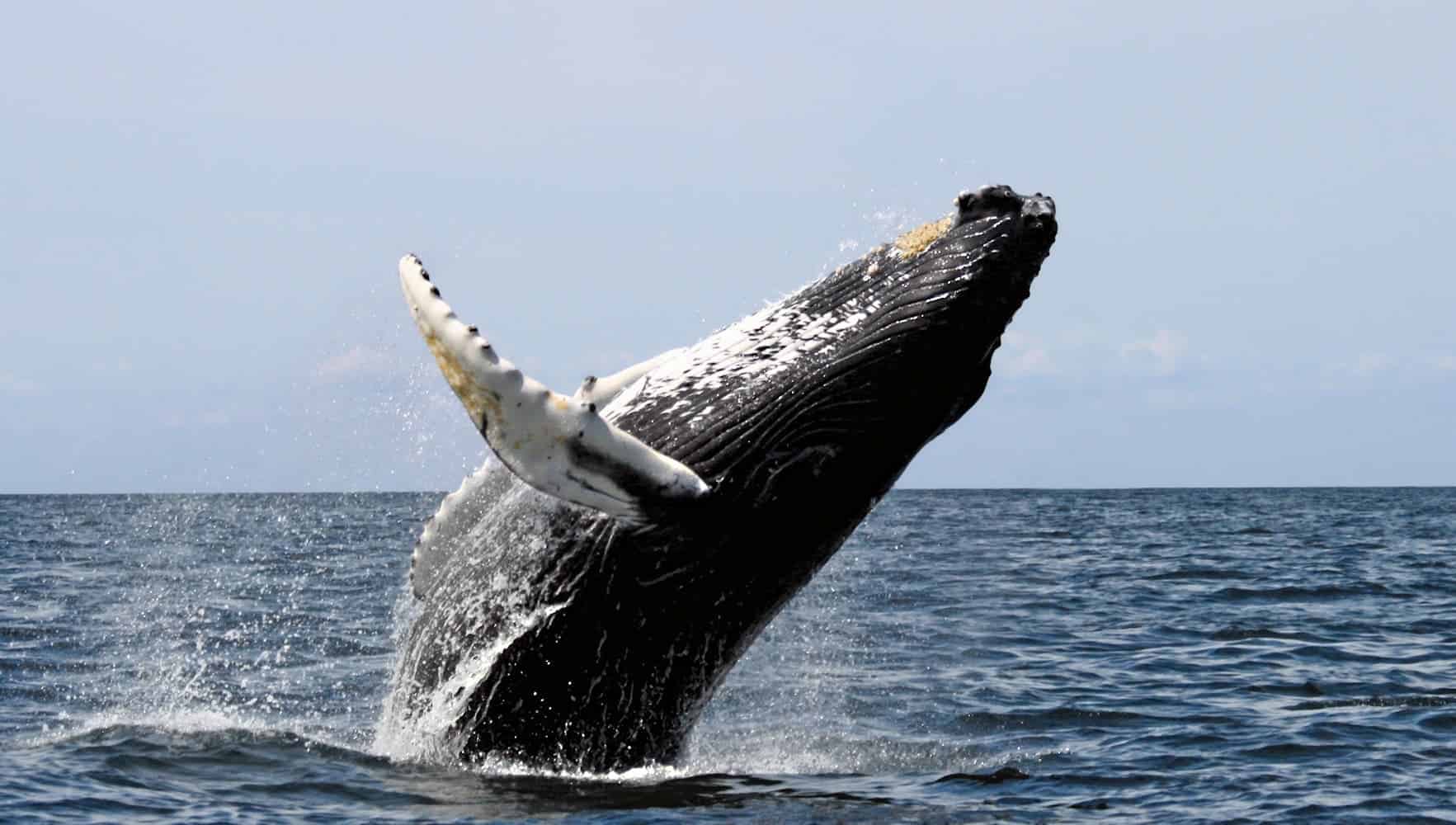 Humpbacks frequently breach, throwing two-thirds or more of their bodies out of the water and splashing down on their backs. Photo by Wwelles14.