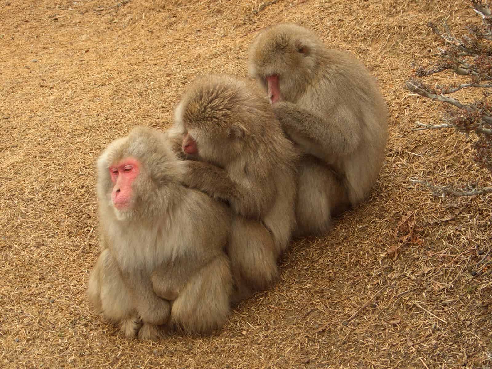 Grooming is an important aspect of the macaque social structure. Photo by Noneotuho.