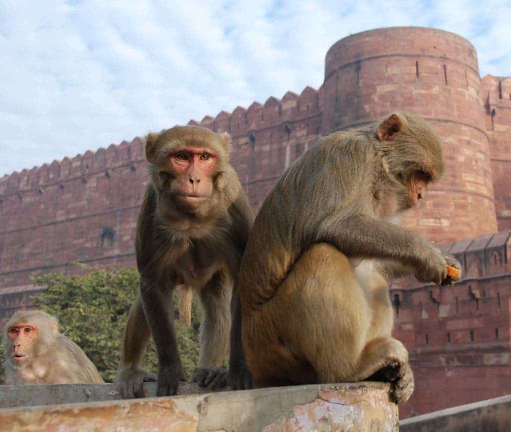 https://upload.wikimedia.org/wikipedia/commons/3/31/Macaque_India_4.jpg