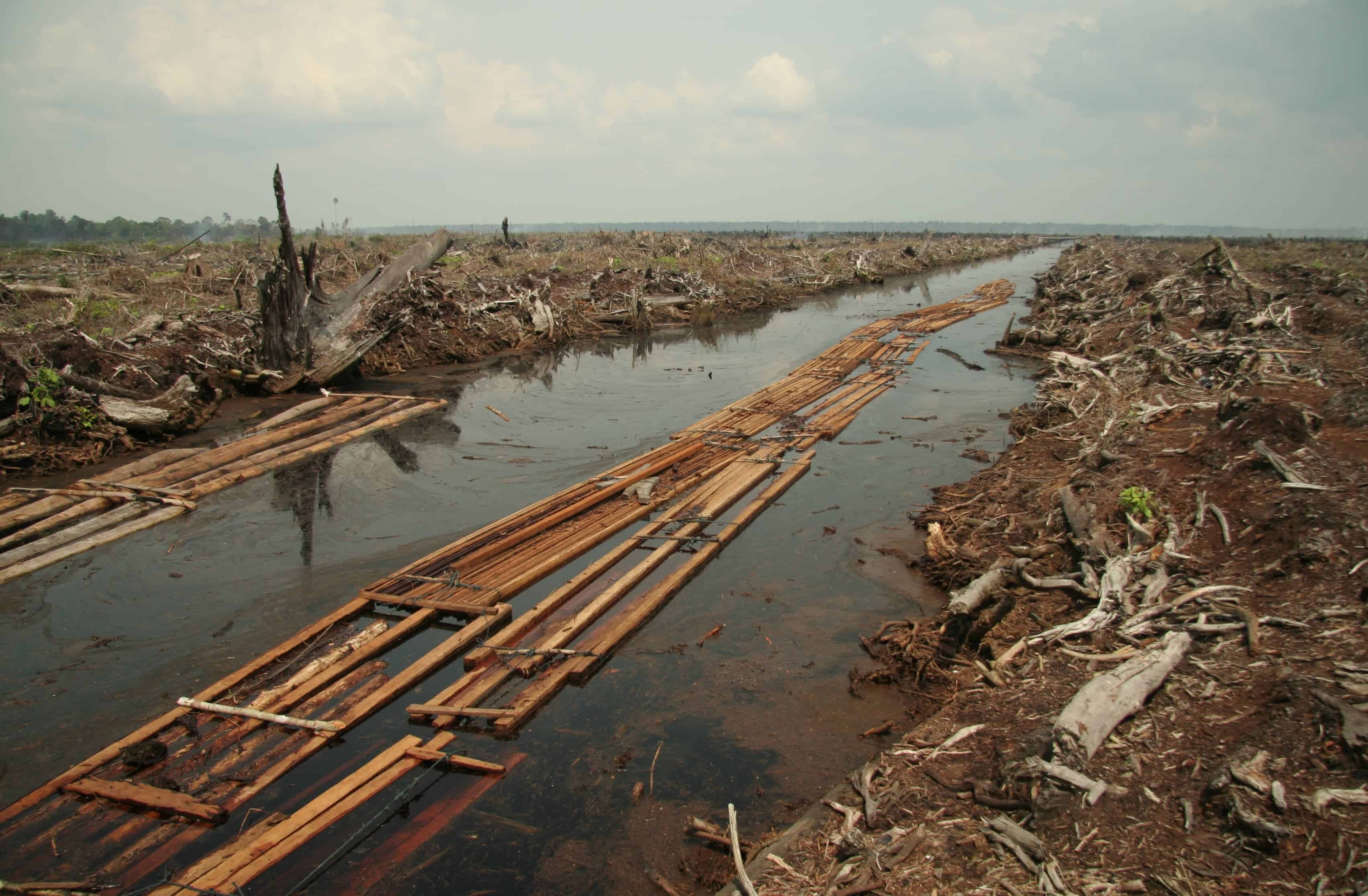 The ICC will now analyze environmental crimes, including illegal deforestation. Photo by Waks