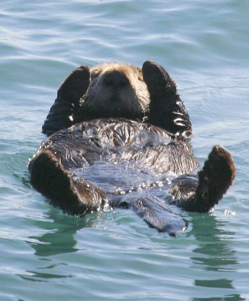 Sea otter ln Morro Bay, California. Photo by Michael Baird.