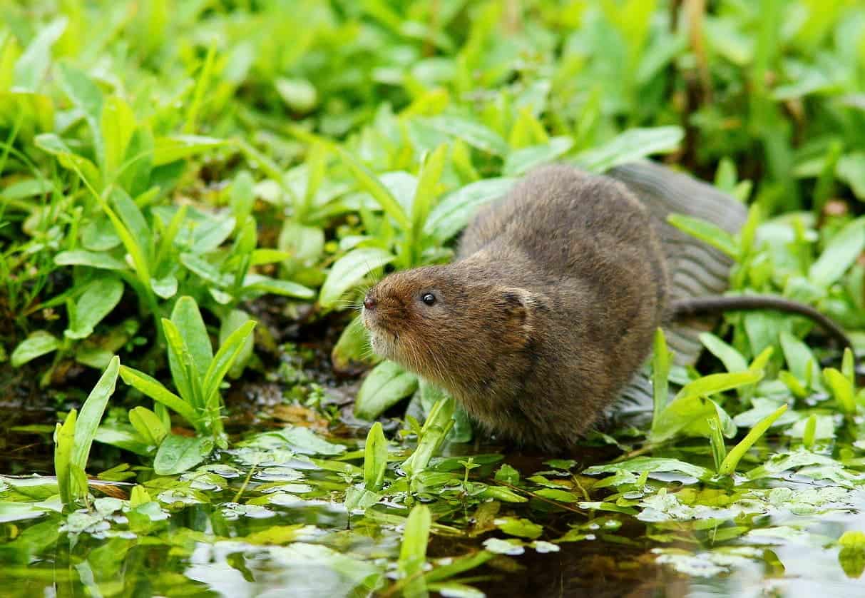 The water vole has been recently reintroduced to Derbyshire.
Image credits  Peter Trimming.