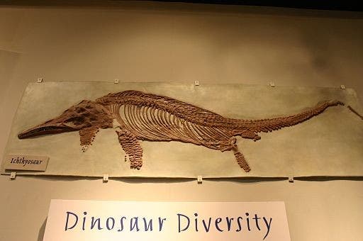 The fossilized remains of 170 million year old ichthyosaur has finally been made available for display after being stored for more than 50 years. 
(Photo : Ryan Somma (Ichthyosaur Uploaded by FunkMonk)/Wikimedia Commons)