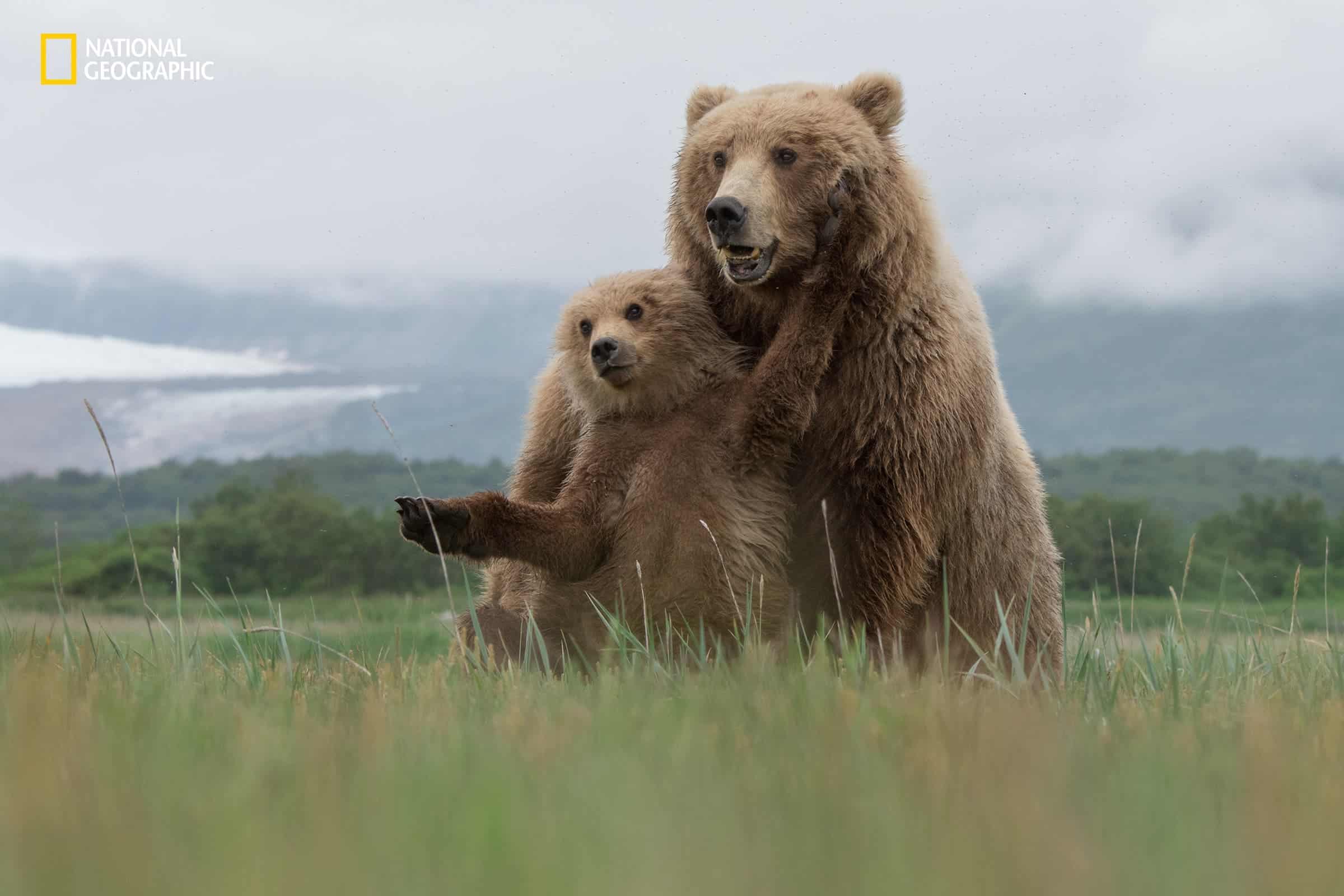 Image credits Aaron Baggenstos / 2016 National Geographic Nature Photographer of the Year.
Brown Bears, Katmai National Park, Alaska.