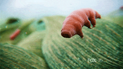 Computer generated tardigrade. Credit: Fox