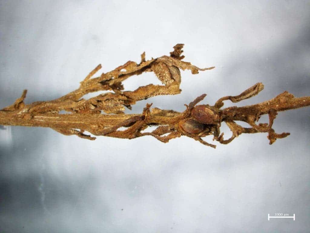 Up close and personal with one of the ancient cannabis plants. One can still distinguish the sticky THC-packed 'hairs' -- even after 2,500 years! Credit: HONGEN JIANG