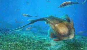 These Qilinyu fish-ancestors lived 423 million years ago, during the Silurian Period. It was discovered in China’s Yunnan province. Credit: Dinghua Yang/ Chinese Academy of Sciences/