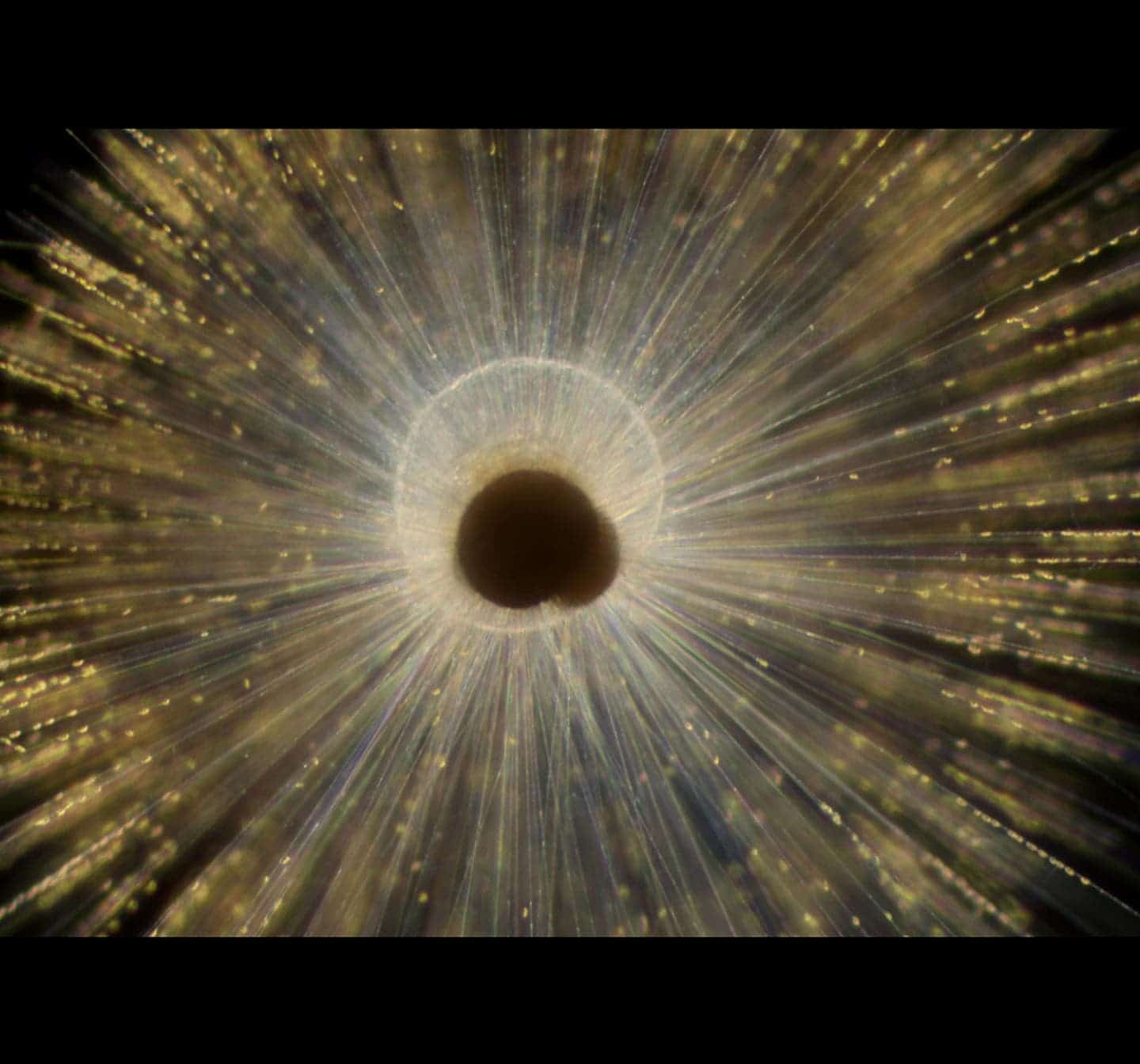 Orbulina universa.
Image credits Howard Spero / UC Davis.