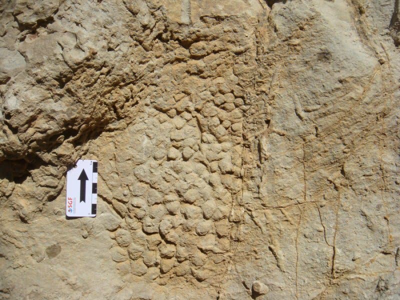 The dinosaur skin impression found at the site.
Image credits Víctor Fondevilla / UAB.