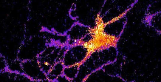 Individual neuron glowing with bioluminescent light produced by a new genetically engineered sensor.
Credit: Johnson Lab / Vanderbilt University