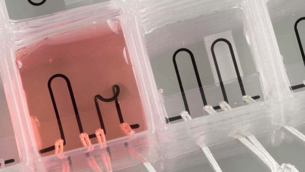 3d printed heart on chip