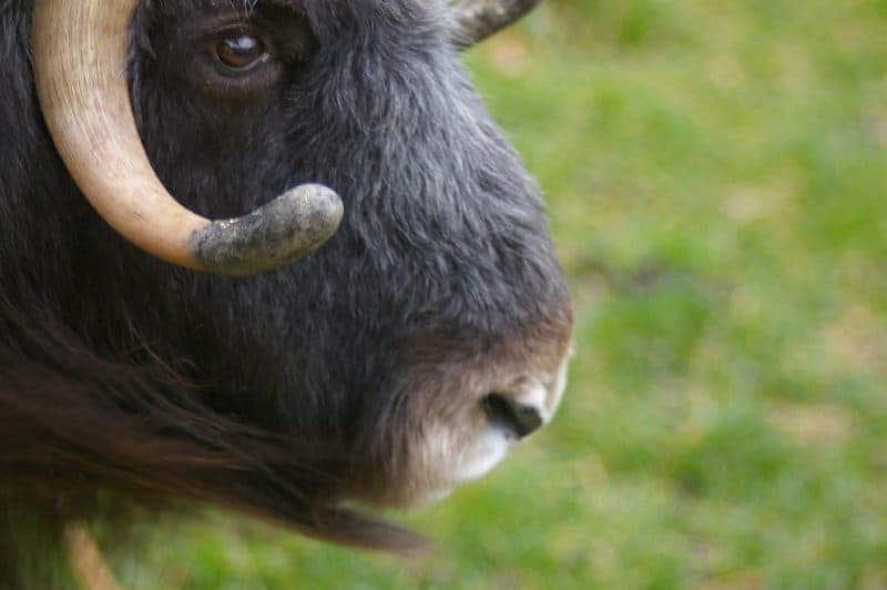 European bison close-up