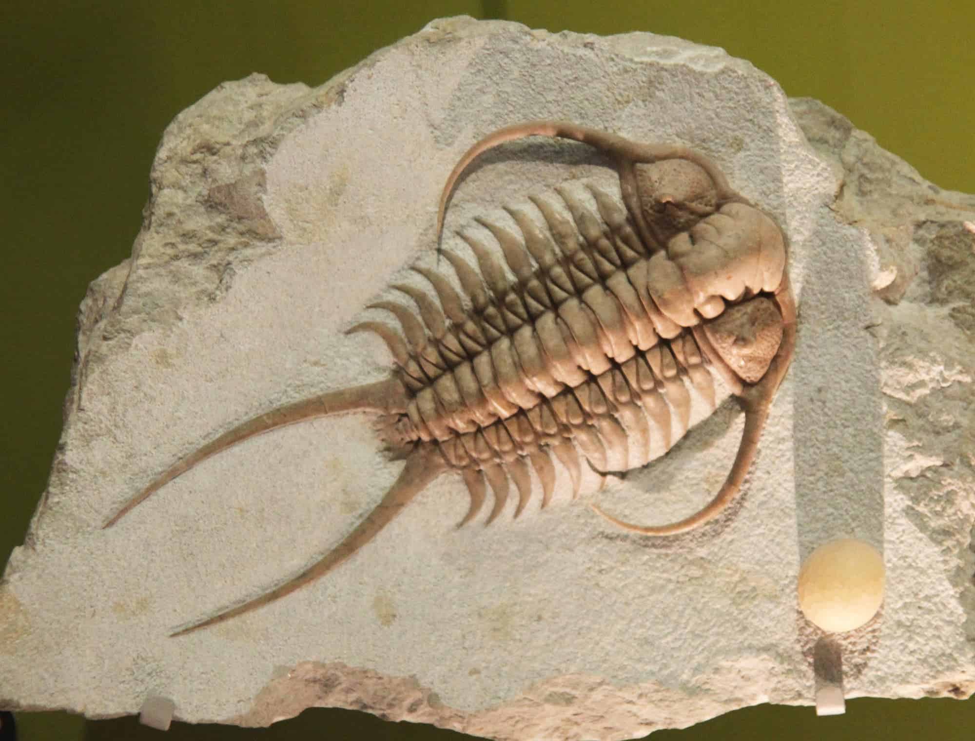 A fossil Cheirurus ingricus on display in the Sant Hall of Oceans in the Smithsonian Museum of Natural History. Cheirurus ingricus is a species of trilobite which emerged 500 million years ago. Photo by Tim Evanson.