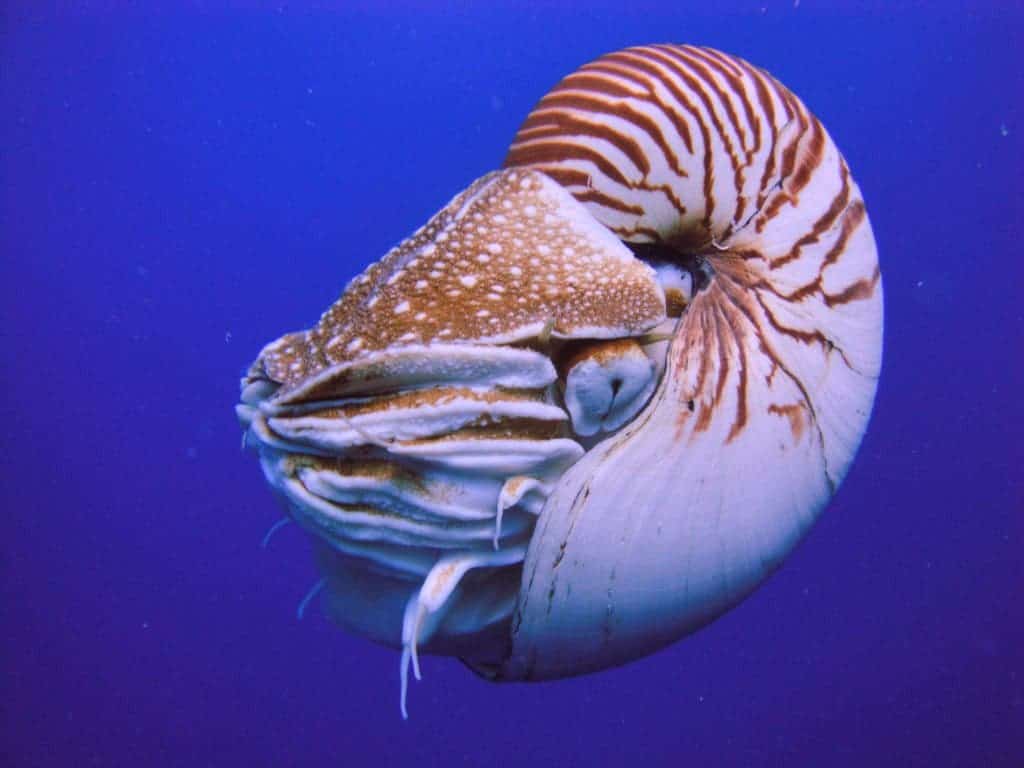 picture of nautilus