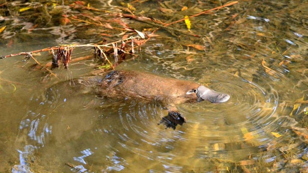 Picture of Platypus in the water