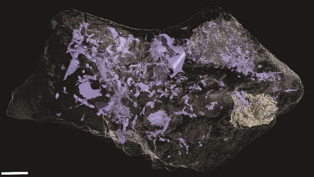 CT scan of the fossil revealed many smaller, complex structures. White bar is 10 mm long.
Image credits University of Cambridge.
