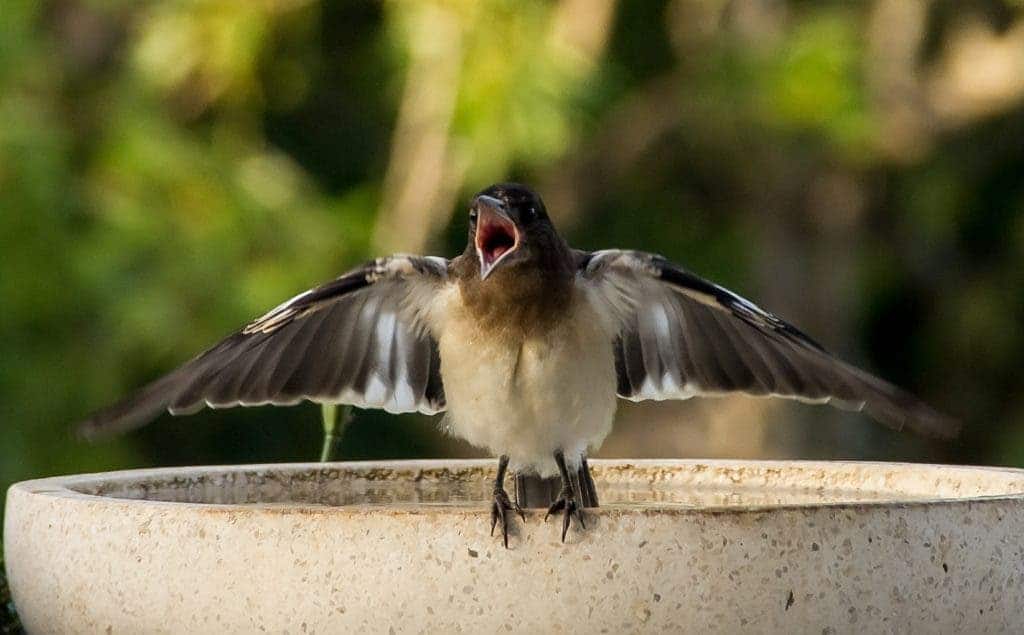 A young pied butcherbird playing its first songs. Credit: Pixabay