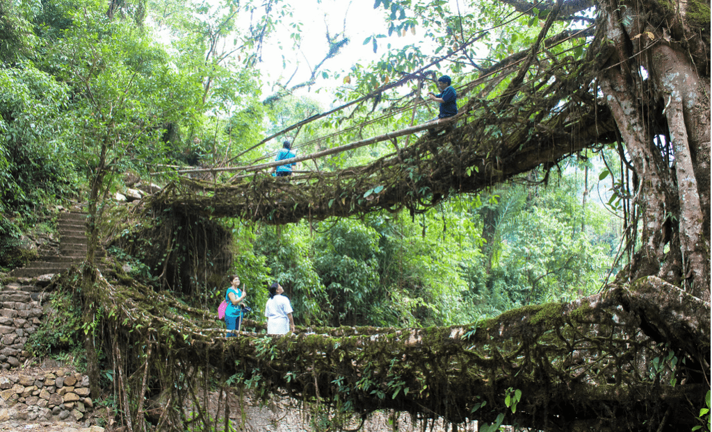 root bridge cheerapunji