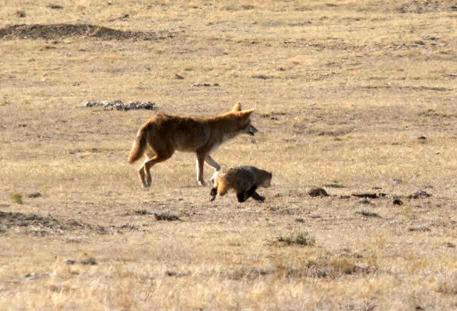 Coyote and badger at Black-footed Ferret Conservation Center. Kimberly Fraser, USFWS