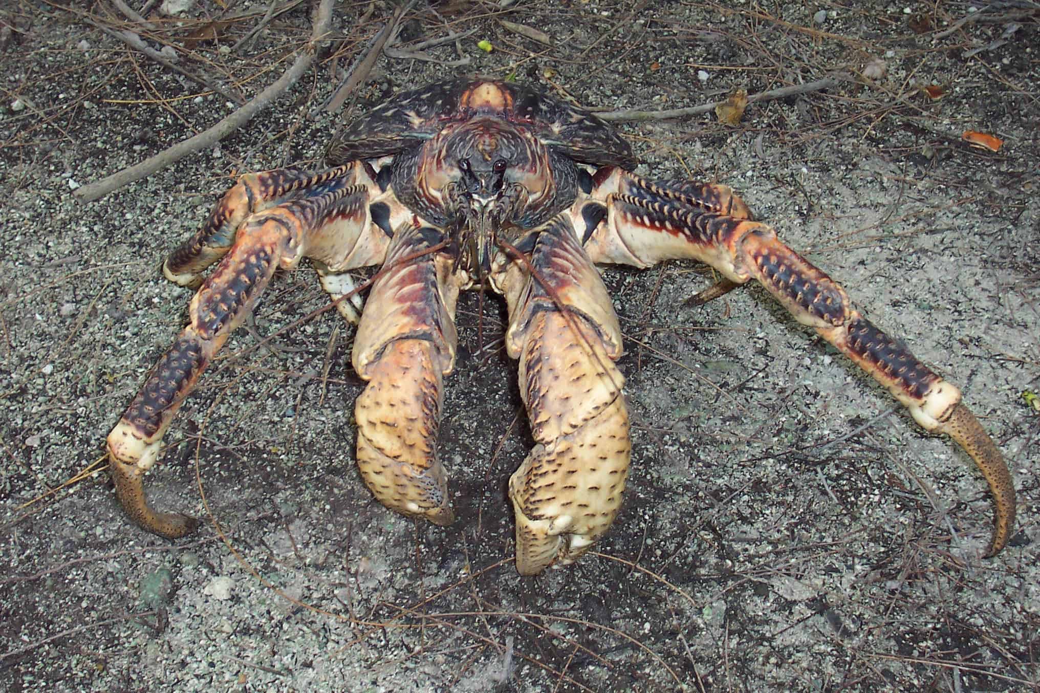 Crab crush