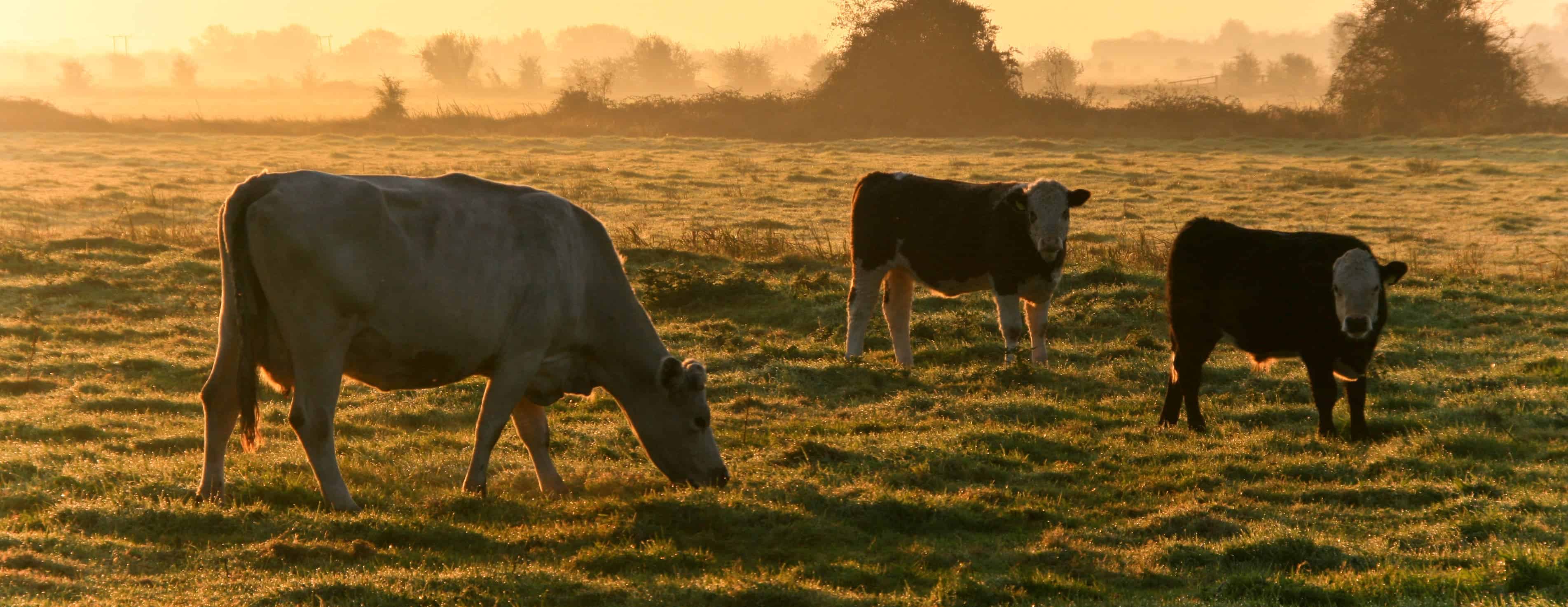 Cows grazing in a lovely autumn morning. Image via IDS photos.