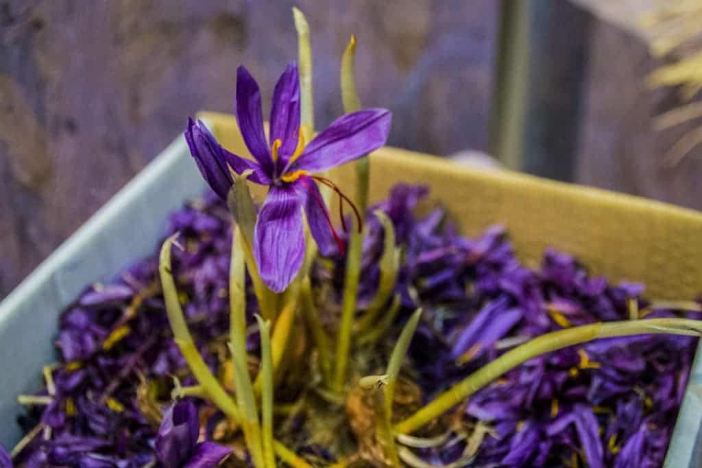Traditional saffron growing promoted in the Eco Village pavilion.