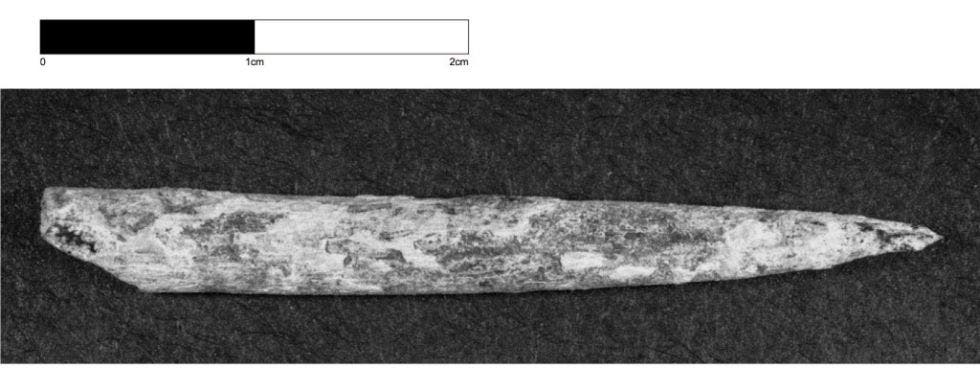 This sharpened bone is 38,000 years old. It's the oldest bone tool ever found in Australia. Credit: Giles Hamm