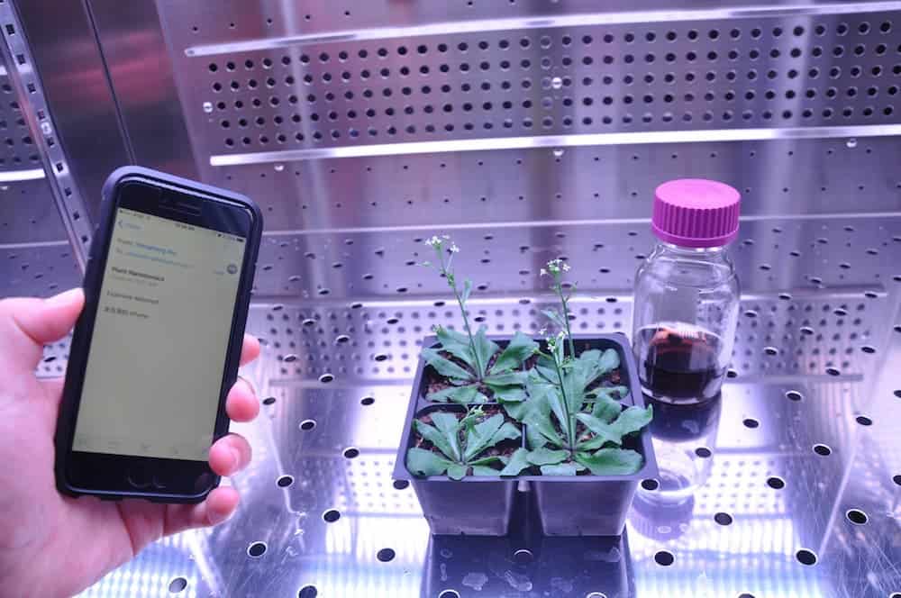 Plants embedded with electronics can detect explosives, dopamine, and a slew of other chemicals. Credit: Juan Pablo Giraldo / MIT