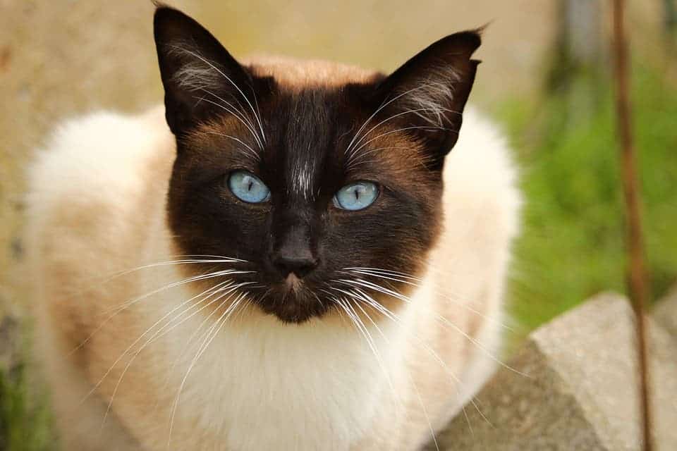 Chester was a siamese cat like this one.