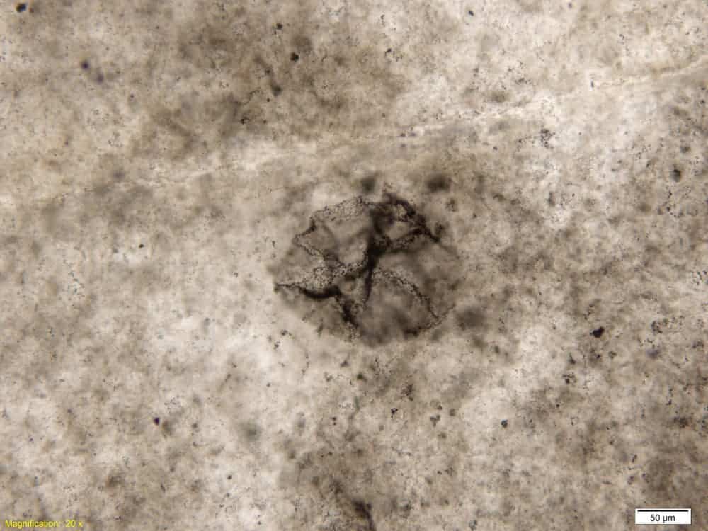 Fossil of 2.5 billion-year-old sulfur-oxidizing bacterium. Photo/Andrew Czaja
