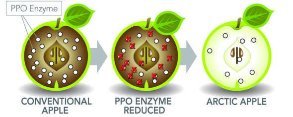 The enzyme responsible for the browning of apples is silenced. Image credits: Okanagan Specialty Fruits Inc.