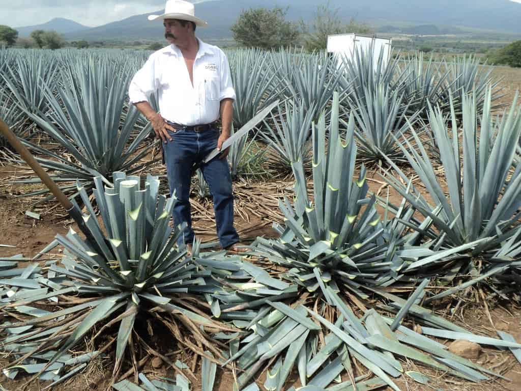 Mexican farmer harvesting Agave, a plant used to brew Tequila. Credit: Flickr, Luis Romero.