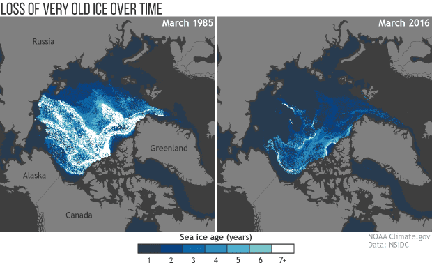 The darker the blue, the younger the ice. As you can notice, there's not much old ice (older than 8 years) left signaling that permafrost deposits could escape into the atmosphere. Credit: NOAA/NASA data provided by Mark Tschudi. 