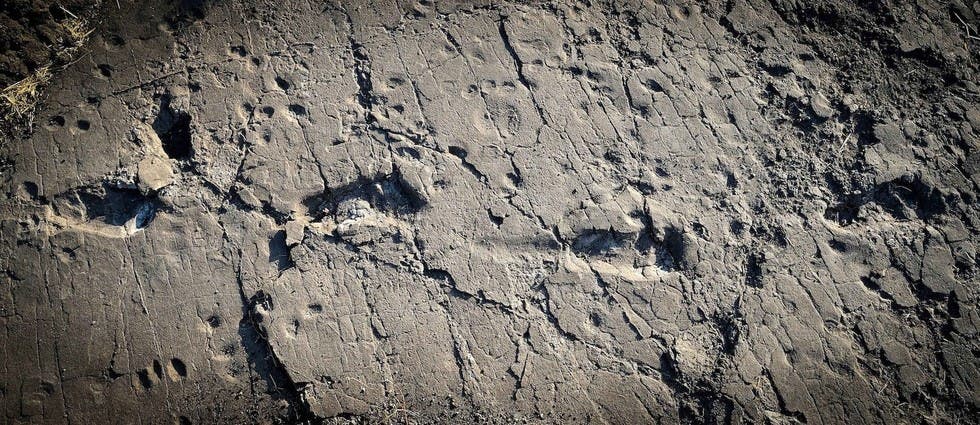 The footprints were preserved in volcanic ash. Credit: Raffaello Pellizzon. 