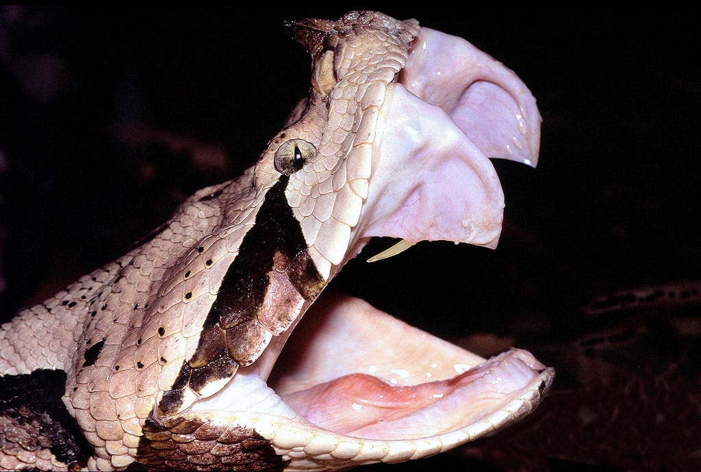 Venom can be injected through fangs (here are the world's largest snake fangs). Image credits: Brimac The 2nd