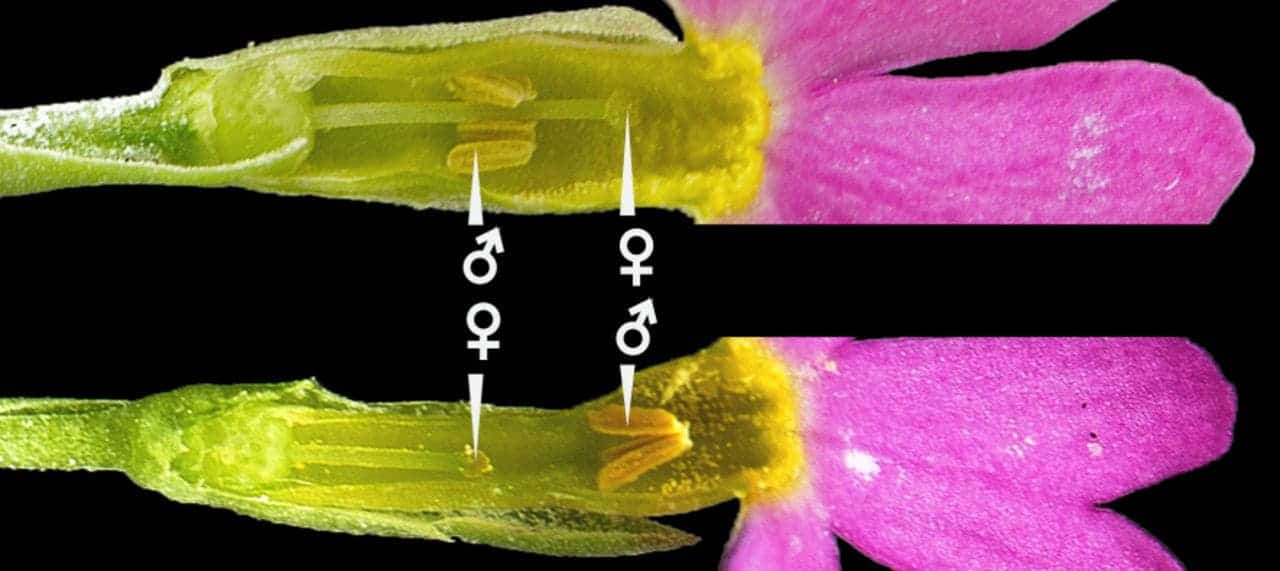 Heterostyly in Primula farinosa: the position of the stigma (♀) in each morph corresponds to the position of the anthers (♂) in the other morph. Credit: Royal Society