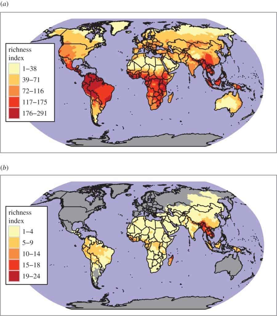 Species richness maps for (a) all terrestrial mammals and (b) mammals threatened by hunting. Credit: Royal Society Open Science.