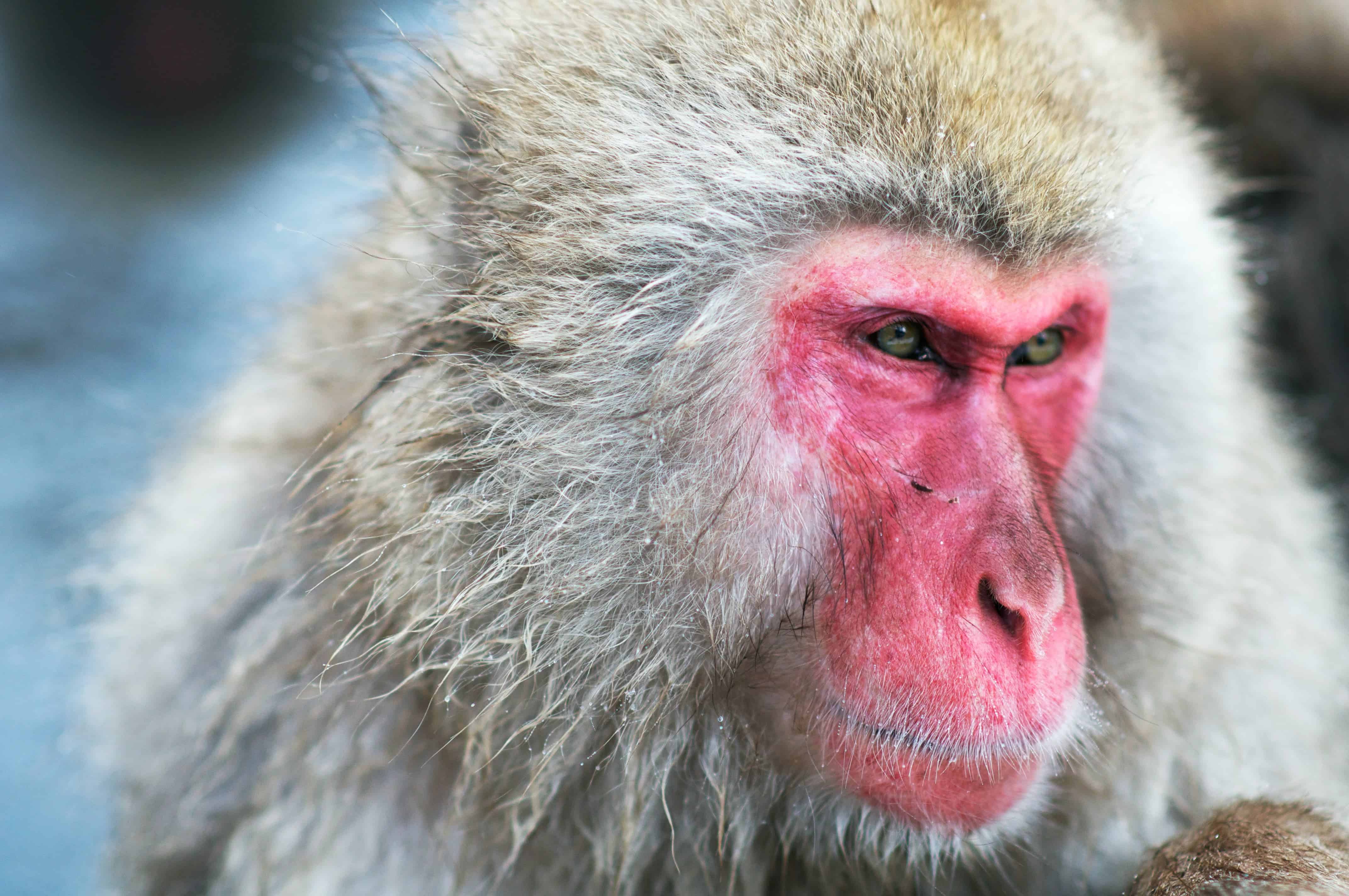 Japanese macaque. Credit: Wikimedia Commons